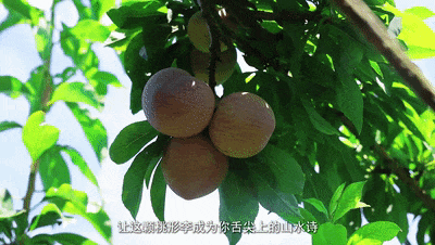 11.gif